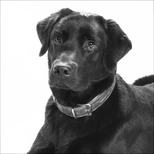 Cooper